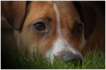 servizi fotografici a domicilio per cani e altri animali